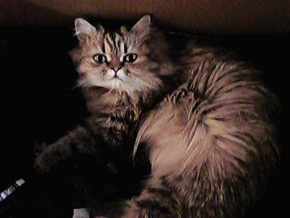 From a distance shes a fluffball to behold!!!